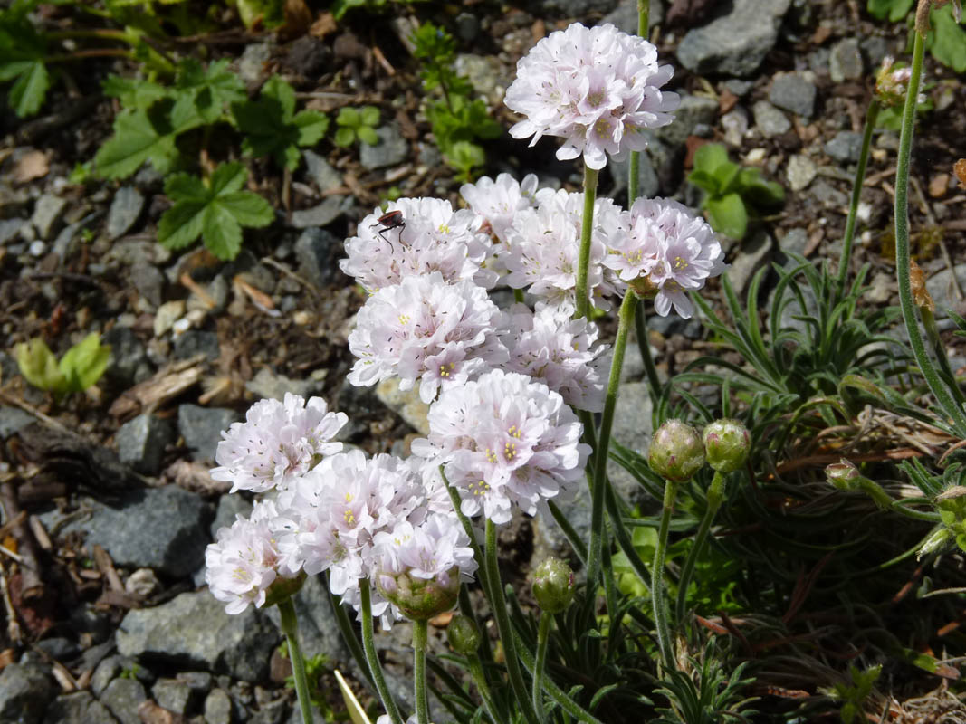 Armeria pubigera 3